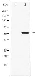 HNF4A / HNF4 Antibody