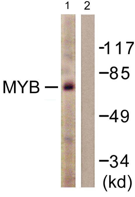 Polyclonal Rabbit anti-Human MYB / c-Myb Antibody (p12, IHC, IF, WB)