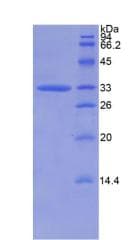 Human CAPN1 / Calpain 1 Protein (Recombinant His)