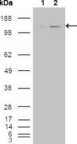 ABL2 Antibody (clone 1H1)