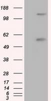 NPR3 Antibody (clone OTI2B12, Carrier-free)