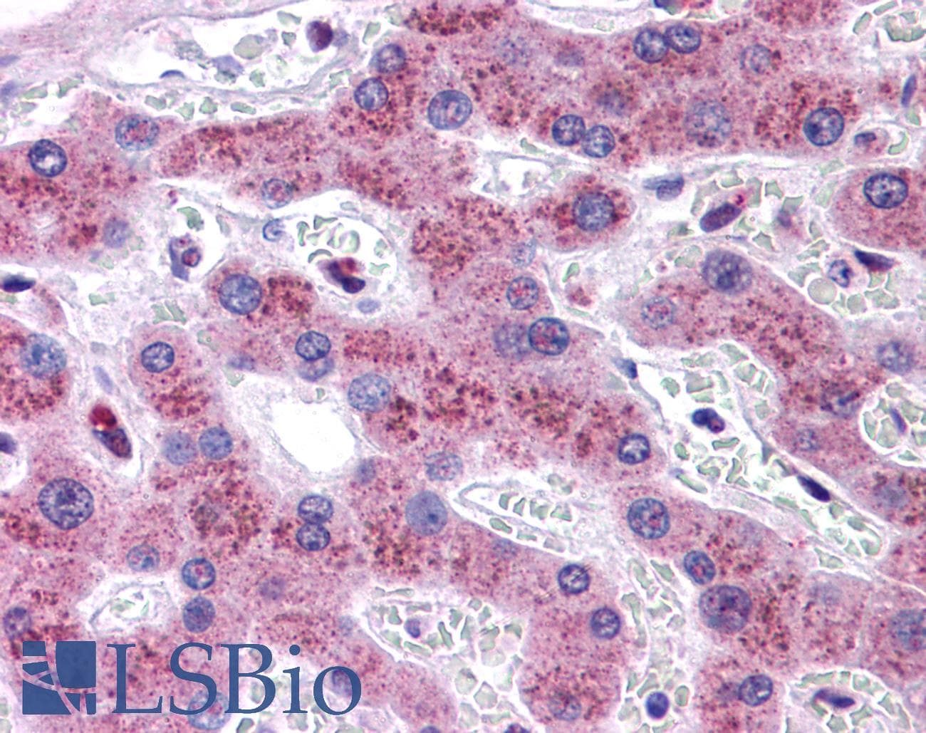 IHC-plus™ TMEM18 Antibody