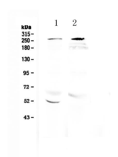 RANBP2 / TRP1 Antibody