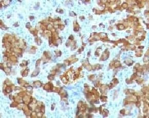 MLANA / Melan-A Antibody (clone MRT3V, Azide-free, BSA-free)