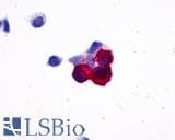 IHC-plus™ NPY5R Antibody (Cytoplasmic Domain)