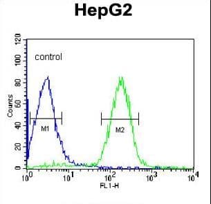ORM1 / Orosomucoid Antibody (aa152-180)