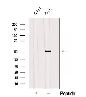 SAMM50 Antibody
