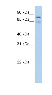 BRD4 Antibody (aa651-700)