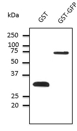 GST / Glutathione S-Transferase Antibody