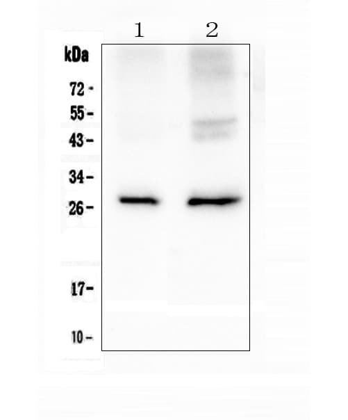 Polyclonal Rabbit anti-Human AQP5 / Aquaporin 5 Antibody (IHC, WB)