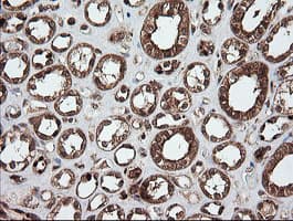 UBE2G2 Antibody (clone OTI4E12)