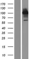PCDHGA3 Protein (Over-Expression Lysate Myc-DDK (Flag))