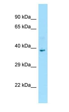 DNAJB7 Antibody (aa213-262)