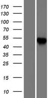 CCT6A Protein (Over-Expression Lysate Myc-DDK (Flag))