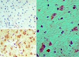 Polyclonal Rabbit anti-Human FHOD3 / FHOS2 Antibody (aa1250-1300, IHC)