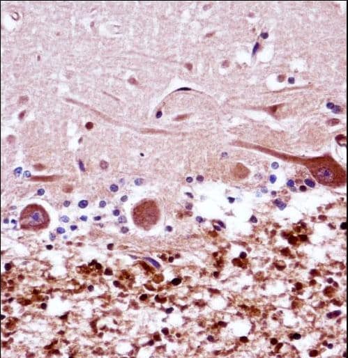 FANCG Antibody (aa540-568)