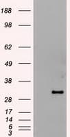 HHEX / HEX Antibody (clone OTI3C4)