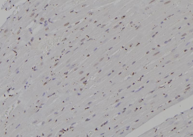 PSMA4 Antibody