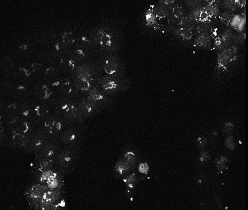 AKT3 Antibody (Internal, clone 9A5.H9.G7)