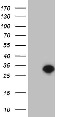TCEANC2 Antibody (clone OTI2D2)