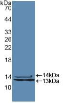 HNRNPA2B1 Antibody (aa21-103, APC)