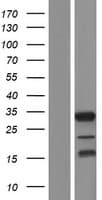 C16orf78 Protein (Over-Expression Lysate Myc-DDK (Flag))