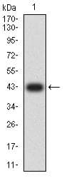 IDH2 Antibody (clone 3E8E9)