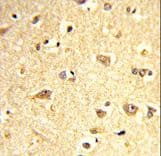 SOX4 Antibody (aa269-297)