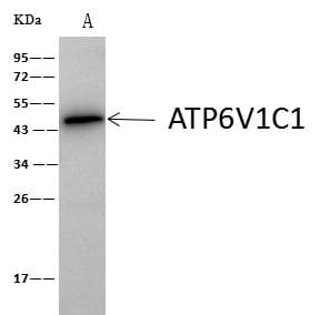 ATP6V1C1 Antibody (Preservative Free)