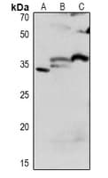 CDK1 / CDC2 Antibody