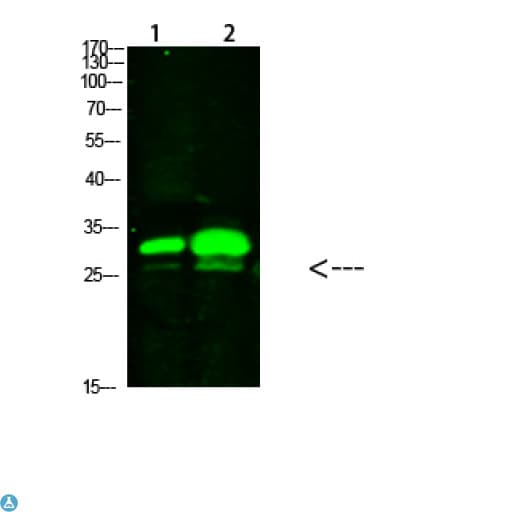 KCTD7 Antibody