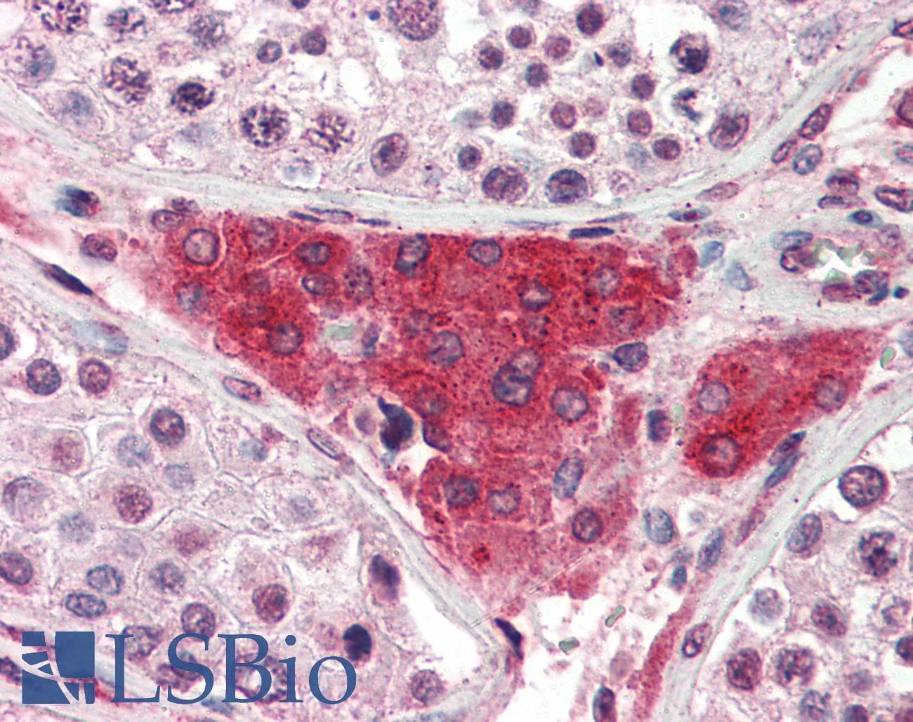 APOE / Apolipoprotein E Antibody (clone WUE-4, DY650)