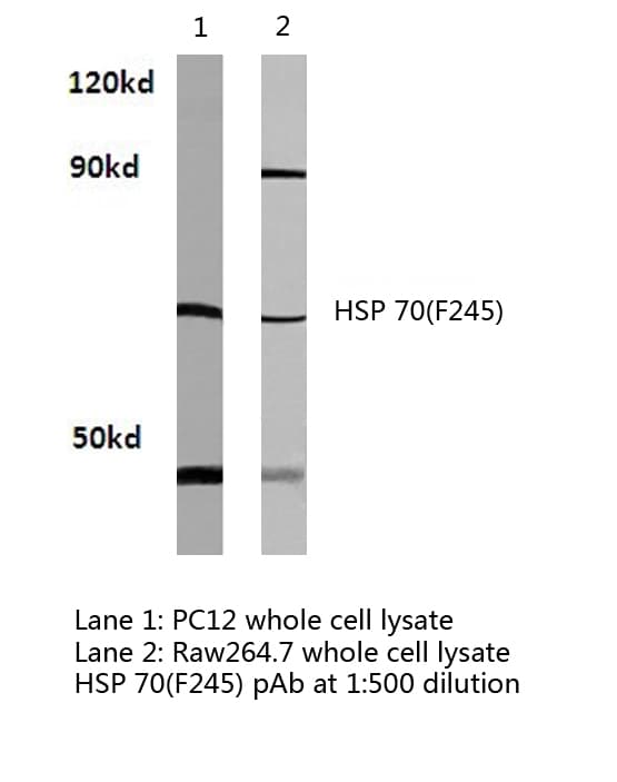 Polyclonal Rabbit anti-Human HSP70 / Heat Shock Protein 70 Antibody (Phe245, IHC, WB)