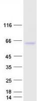 Human TRIM4 / RNF87 Protein (Recombinant Myc-DDK (Flag))