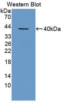 CXCL1 / GRO Alpha Antibody (HRP)