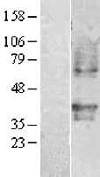 PTAFR / PAF Receptor Protein (Over-Expression Lysate Myc-DDK (Flag))