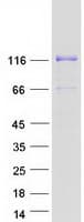 Human FAM120A Protein (Recombinant Myc-DDK (Flag))