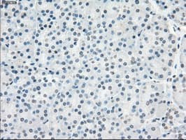 PPP5C Antibody (clone OTI6F1, Carrier-free)