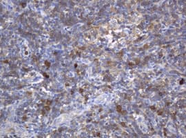 c-Kit / CD117 Antibody (clone OTI2E3)