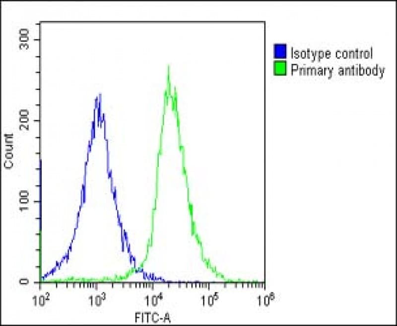 PPID / Cyclophilin D Antibody