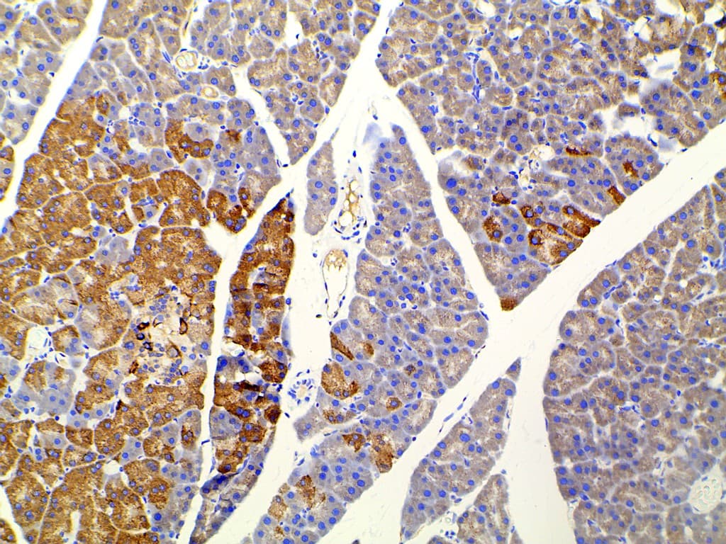 EFNB2 / Ephrin B2 Antibody