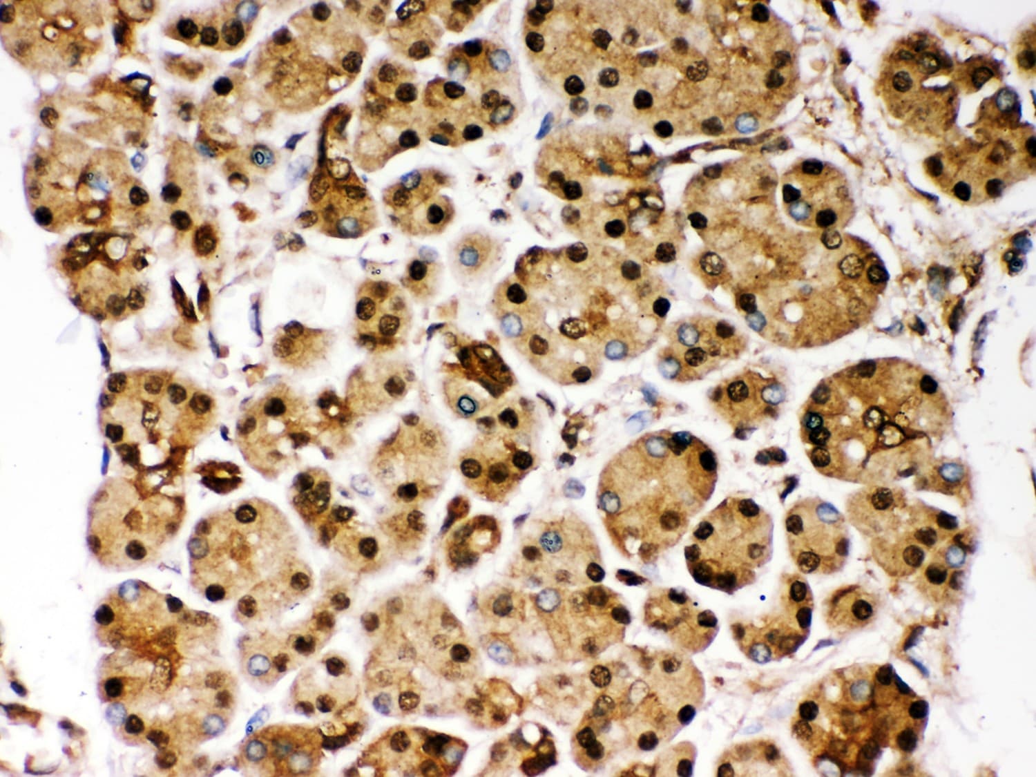 PARK7 / DJ-1 Antibody (aa2-189)