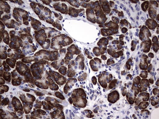 DDOST / OST48 Antibody (aa131-378, clone OTI2H1, Carrier-free)