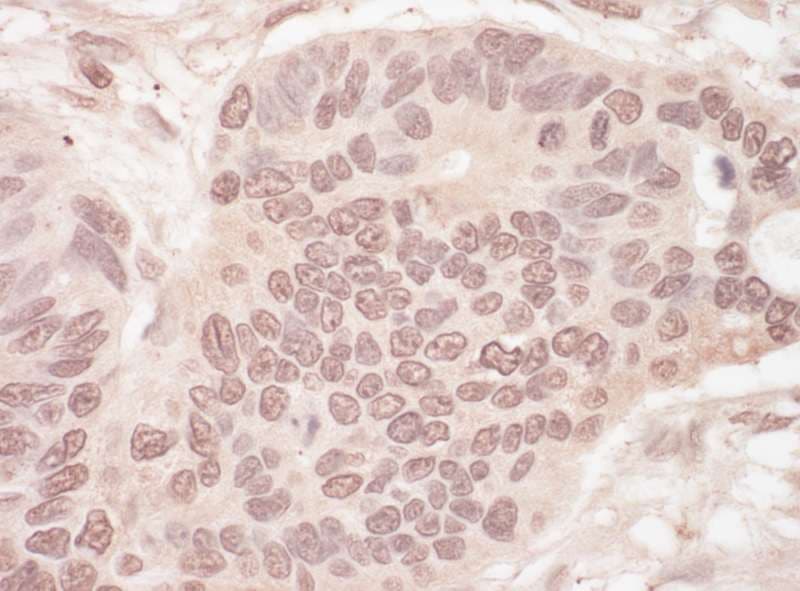 Polyclonal Rabbit anti-Human SLTM Antibody (aa300-350, IHC, WB)