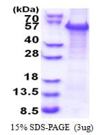 Human WWTR1 / TAZ Protein (Recombinant His)