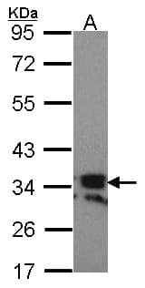 TNFSF11 / RANKL / TRANCE Antibody (aa253-317)