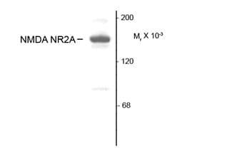 IHC-plus™ GRIN2A / NMDAR2A / NR2A Antibody (C-Terminus)