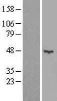 KCTD16 Protein (Over-Expression Lysate Myc-DDK (Flag))