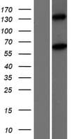 MOV10L1 Protein (Over-Expression Lysate Myc-DDK (Flag))