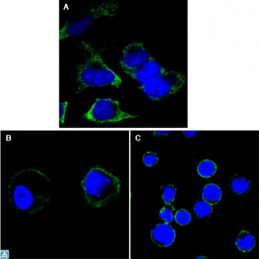 RTN3 / Reticulon 3 Antibody